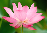 Lotus Flower